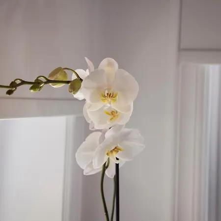 Casa Regina Luxury House Vila *